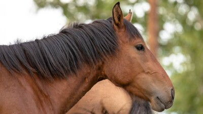Сохранение казахской породы лошадей с помощью субсидий: Токаев подписал закон