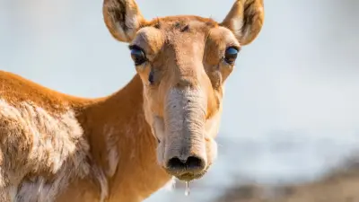 "Не сыграют роли". Министр экологии о решении подарить полторы тысячи сайгаков Китаю