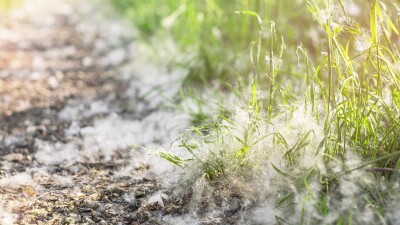 Астану накрыл тополиный пух: сколько деревьев высадили в городе и что советуют аллергологи