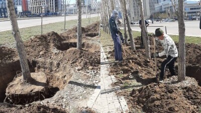 "Росли несимметрично". Почти 100 деревьев выкопала стройкомпания в Астане
