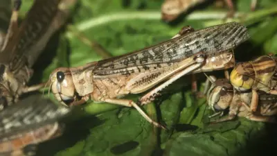 "Видео искажают реальную картину". В Минсельхозе Казахстана опровергли слухи о массовом нашествии саранчи