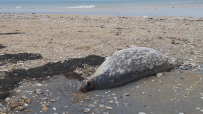 Более 100 мёртвых тюленей обнаружили на побережье Каспийского моря