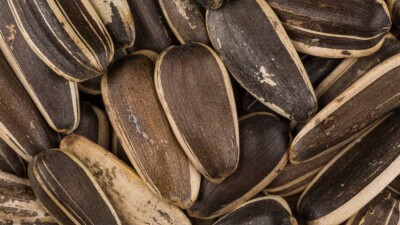 С семечками нельзя: Казахстан ввёл ограничения на вывоз семян подсолнуха