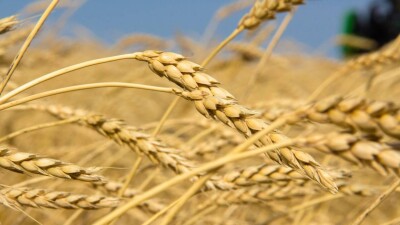 Более 110 тонн пшеницы пытались незаконно ввезти в Казахстан из России