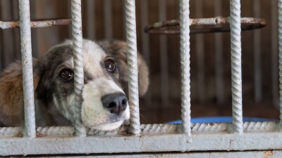 Эвтаназию бродячих животных закрепят законодательно в Казахстане, зоозащитники выступали против
