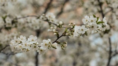 Прогноз погоды на апрель: до +35 градусов ожидается на юге Казахстана в конце месяца