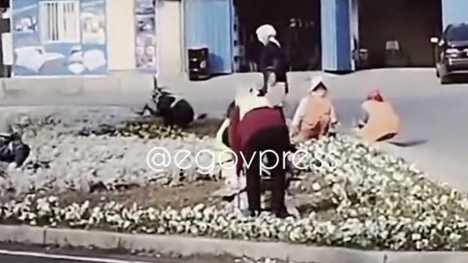 Почему в Шымкенте начали посадку цветов на городских клумбах зимой, объяснили в акимате