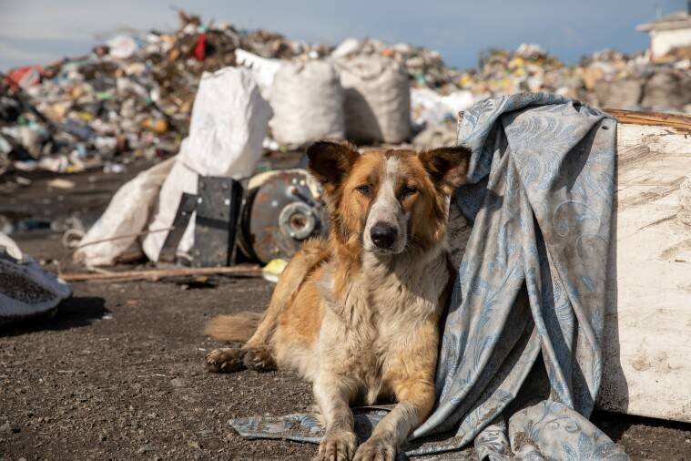 Зоозащитники: Полицейские, застрелившие собаку в Нур-Султане, нарушили правила отлова