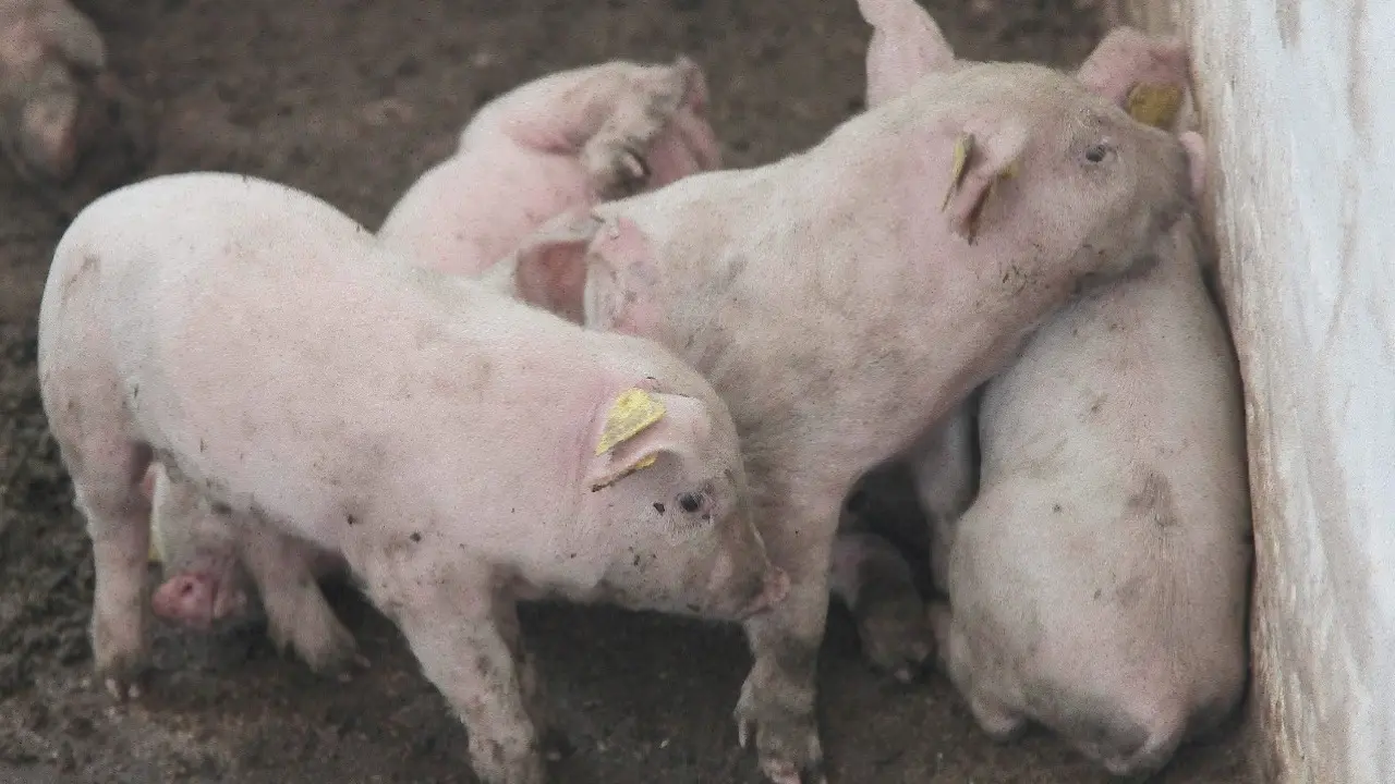 Вспышку африканской чумы свиней зафиксировали недалеко от Барселоны