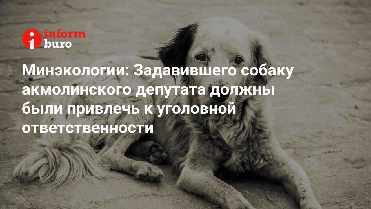 Минэкологии: Задавившего собаку акмолинского депутата должны были привлечь  к уголовной ответственности | informburo.kz