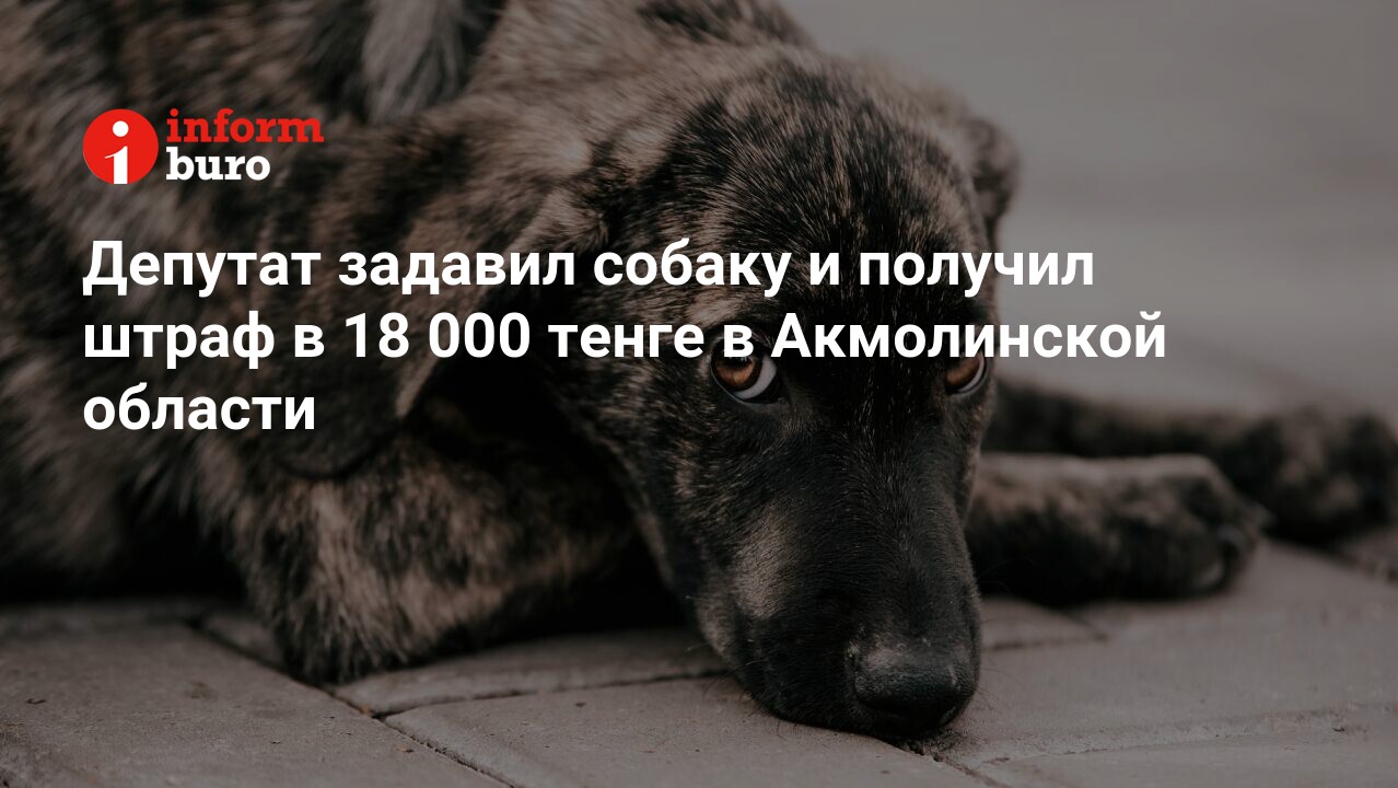 Депутат задавил собаку и получил штраф в 18 000 тенге в Акмолинской области  | informburo.kz