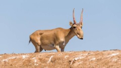 Разрешат ли охотникам отстреливать сайгаков для регулирования их численности