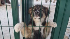 Предприниматель открыл частный приют для животных в Петропавловске