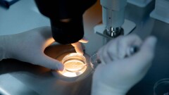 Зачатие в пробирке. Репродуктолог о технологии ЭКО и невостребованных эмбрионах