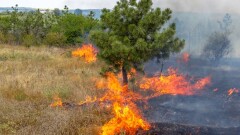 В Семее продолжается лесной пожар, с огнём борются 400 человек