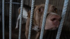 "Проблему с бродячими животными усугубил не закон, а его саботаж на всех уровнях". Зоозащитники против поправок к закону
