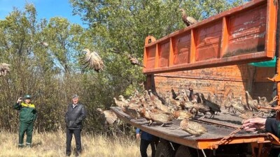 В зелёный пояс столицы выпустили 550 фазанов