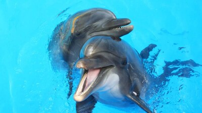 "Умрут естественной смертью". Почему дельфинарии запретят только в 2029 году, объяснили в Минэкологии