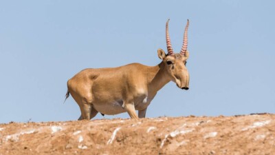 Разрешат ли охотникам отстреливать сайгаков для регулирования их численности