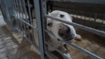 "От голода собаки поедали кошек". Как шымкентские чиновники относятся к бездомным животным