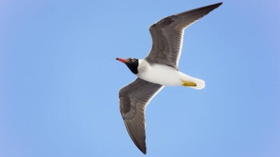 Краснокнижные чайки тысячами гибнут в Атырау