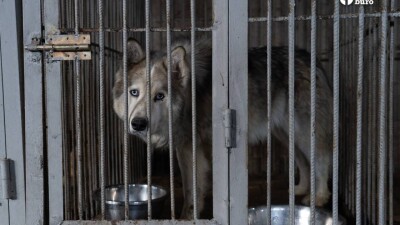 Чиновники говорят об успехах в стерилизации бездомных животных. В каких условиях собак содержат на самом деле