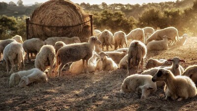 В Атырауской области при пожаре погибли больше 1000 овец