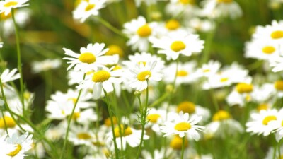 Какой будет погода в июне