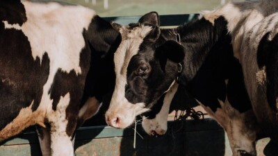 Сколько животных уничтожат из-за ящура, рассказали в Минсельхозе