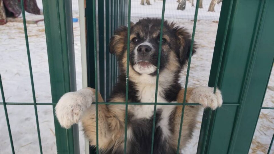 Предприниматель открыл частный приют для животных в Петропавловске