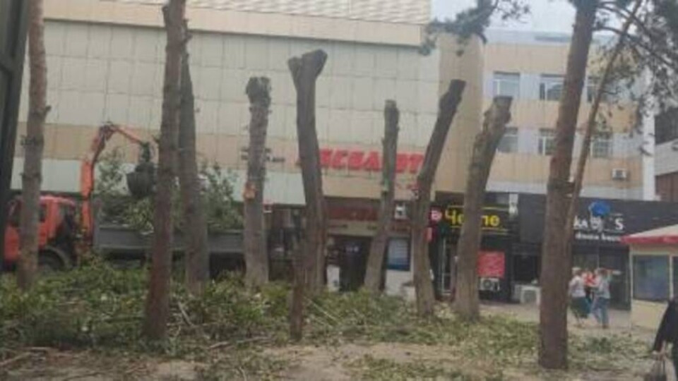 В Караганде чиновников наказали за варварскую обрезку деревьев