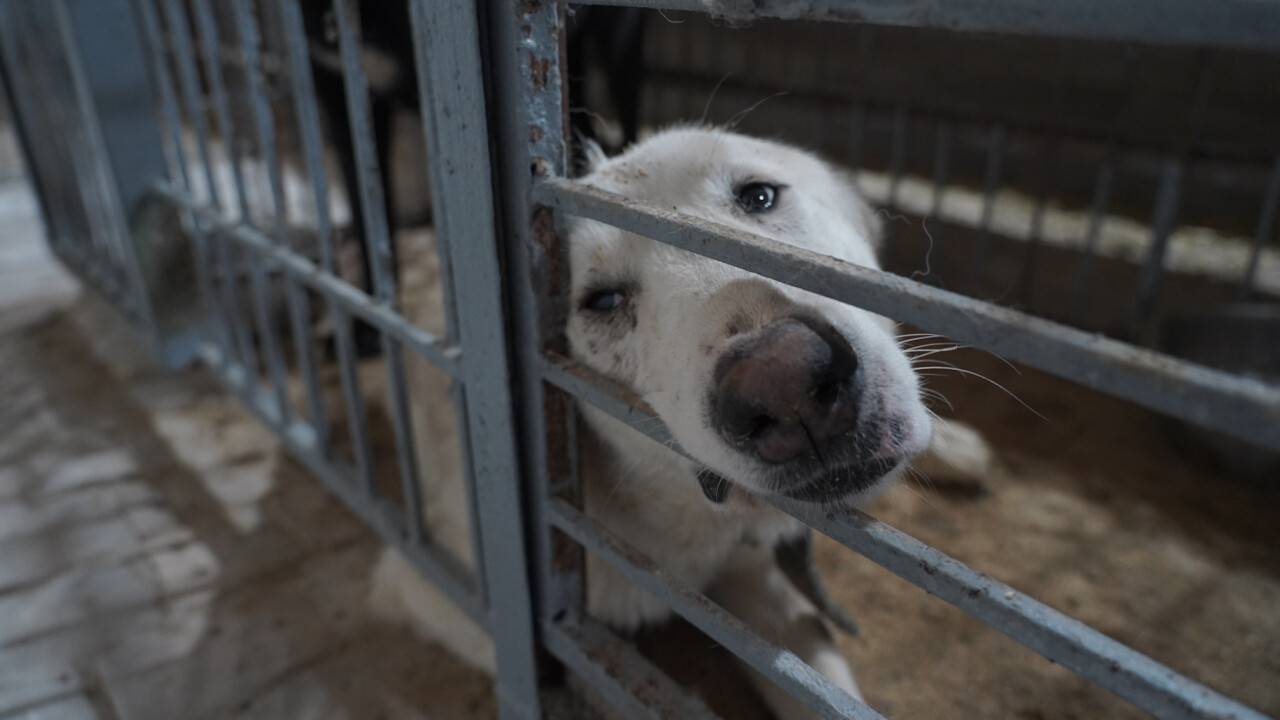 От голода собаки поедали кошек