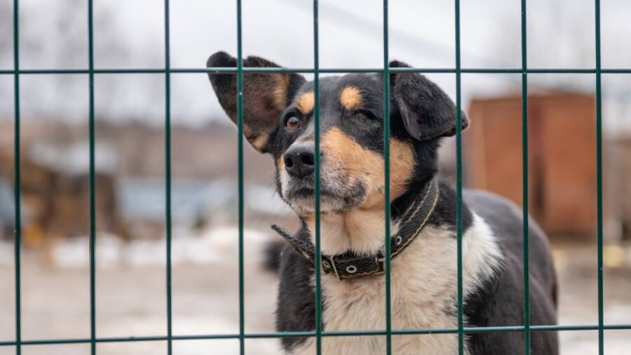 Правила отлова бродячих животных опубликованы, но вступят в силу только через 2 месяца