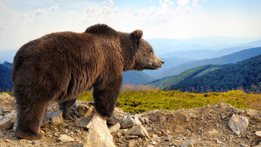 Редкий Тянь-шанский медведь попал в фото-ловушку в Алматинской области |  informburo.kz