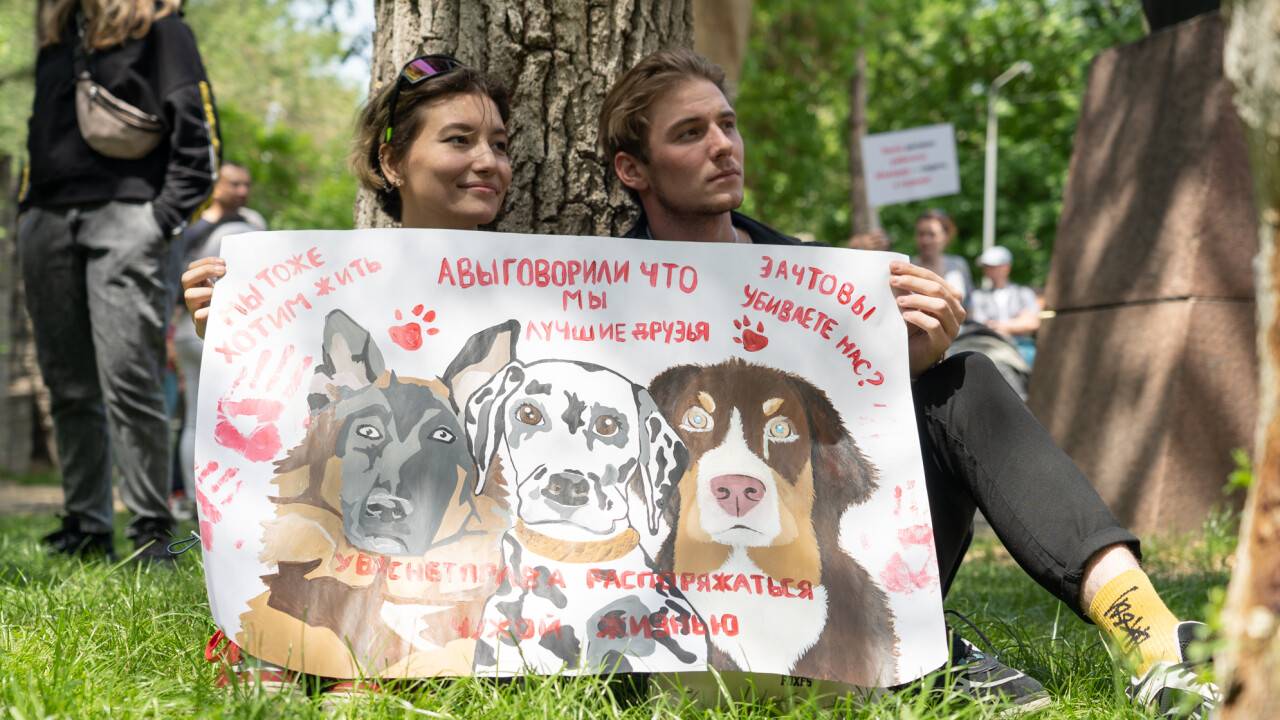 Против жестокости и беззакония. В Алматы прошёл митинг в защиту животных |  informburo.kz