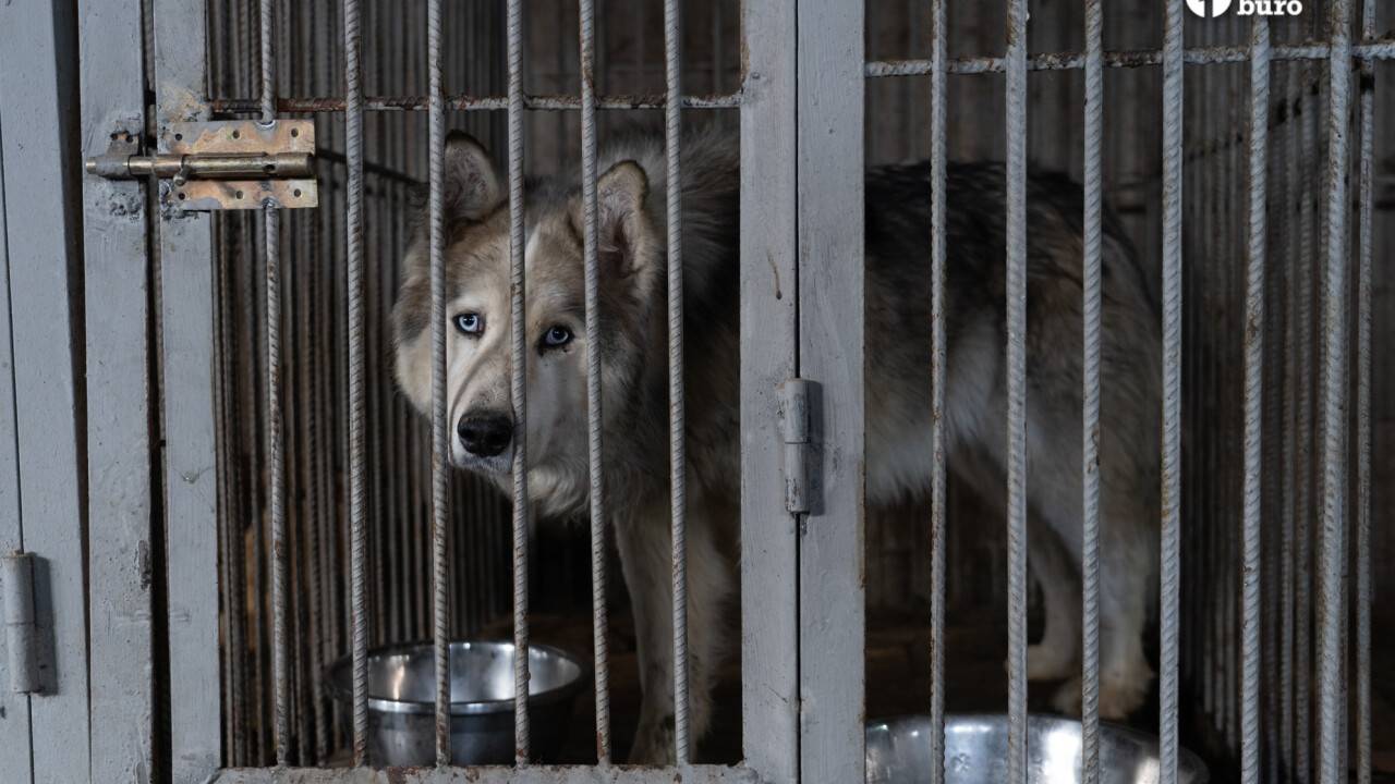 У собаки нет стула после стерилизации