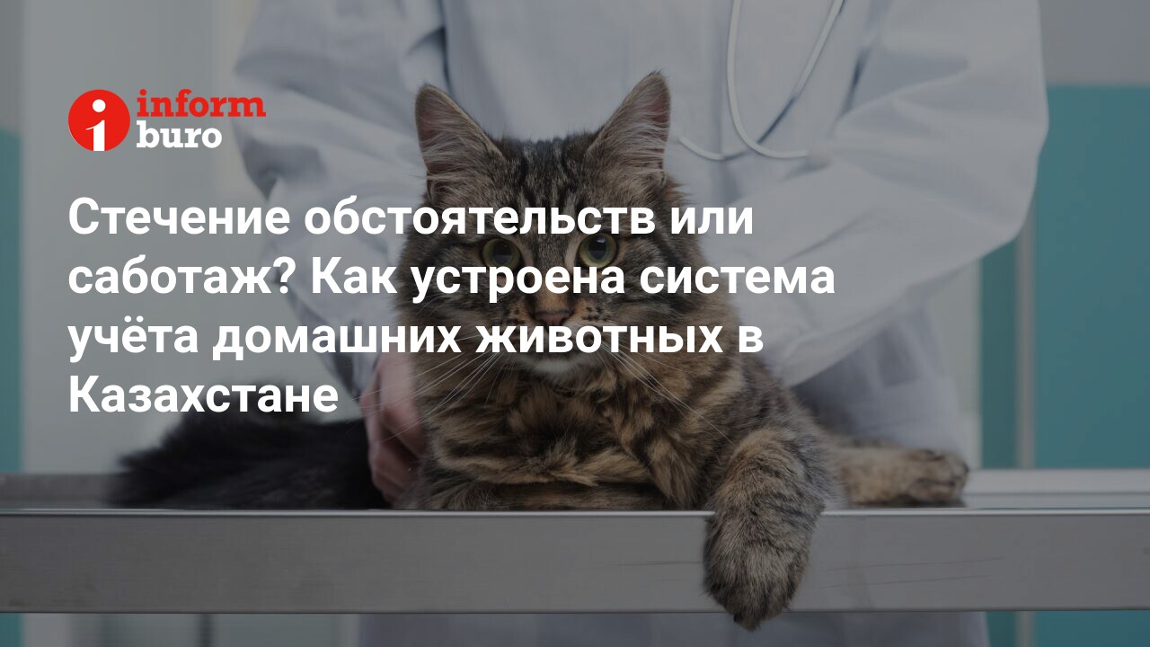 Стечение обстоятельств или саботаж? Как устроена система учёта домашних  животных в Казахстане | informburo.kz