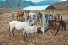 Зачем в Казахстане хотят ограничить количество скота в личных подсобных хозяйствах