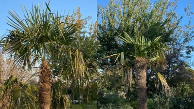 Учёные показали пальмы, которые экспериментально выращивают в Актау