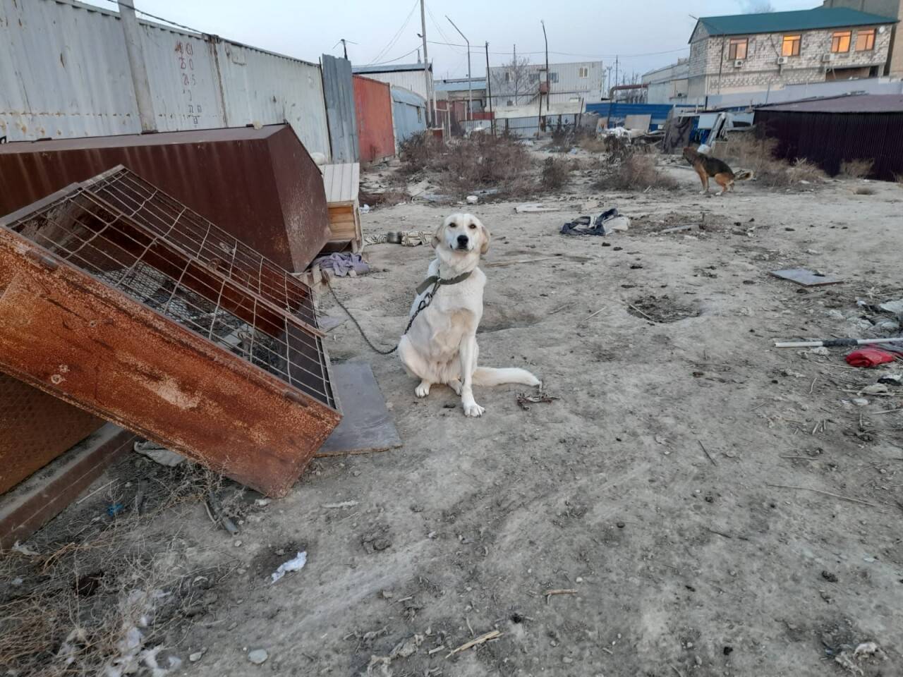 План по убийствам. Почему в Актау хладнокровно уничтожают собак на глазах у  детей? | informburo.kz