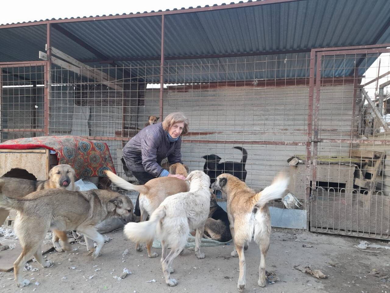 План по убийствам. Почему в Актау хладнокровно уничтожают собак на глазах у  детей? | informburo.kz