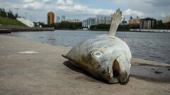 Ловля рыбы в мутной воде: Как выглядит Есиль перед летом