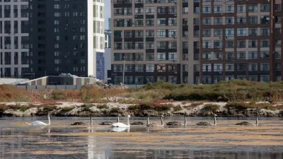 Птицы на Малом Талдыколе всё ещё живы, а астанчане ждут обещанный акиматом экопарк