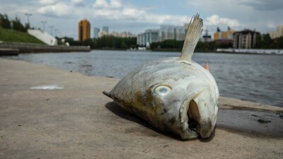 Ловля рыбы в мутной воде: Как выглядит Есиль перед летом