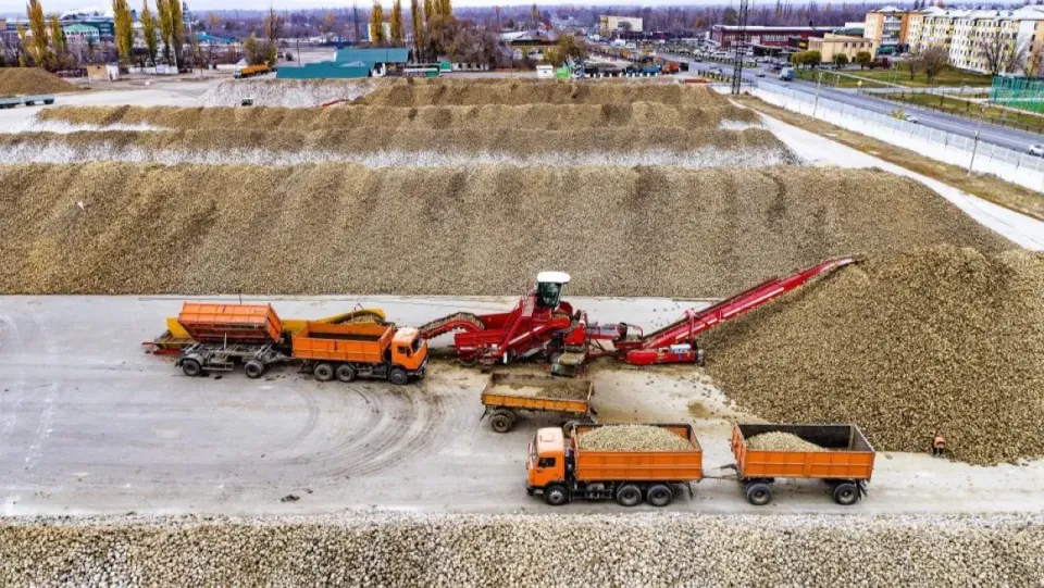 Отгрузка сахарной свёклы на одном из перерабатывающих заводов / Фото пресс-службы акимата Жетысуской области 