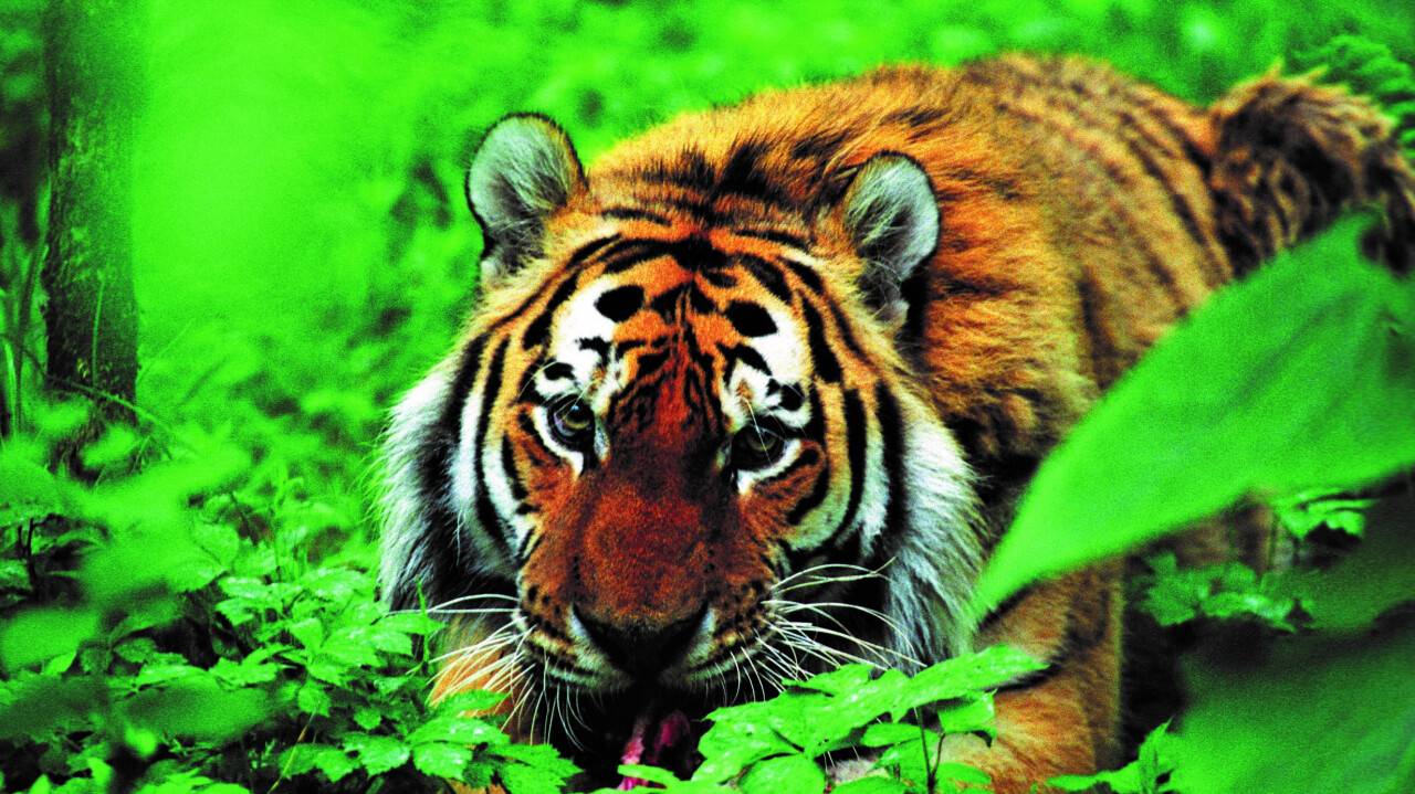 Амурский тигр / Фото Центрально-Азиатской программы Всемирного фонда дикой природы