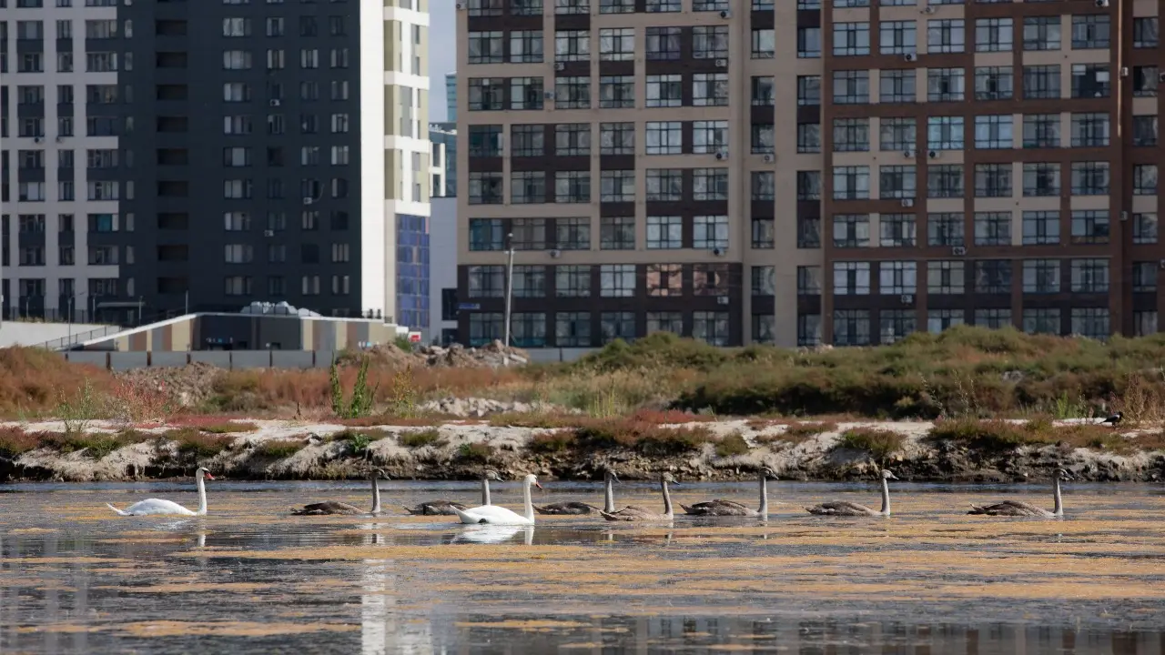 Семейство лебедей на одном из участков озёр Малый Талдыколь в Астане / Фото Informburo.kz