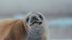 79 мёртвых тюленей нашли в Мангистауской области за три дня