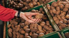 Увеличить посевы картофеля в Казахстане для сдерживания цен поручил министр Сапаров