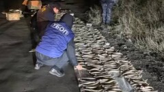 КНБ задержал жителя Аксу, у которого нашли рога сайги на 2 млрд тенге